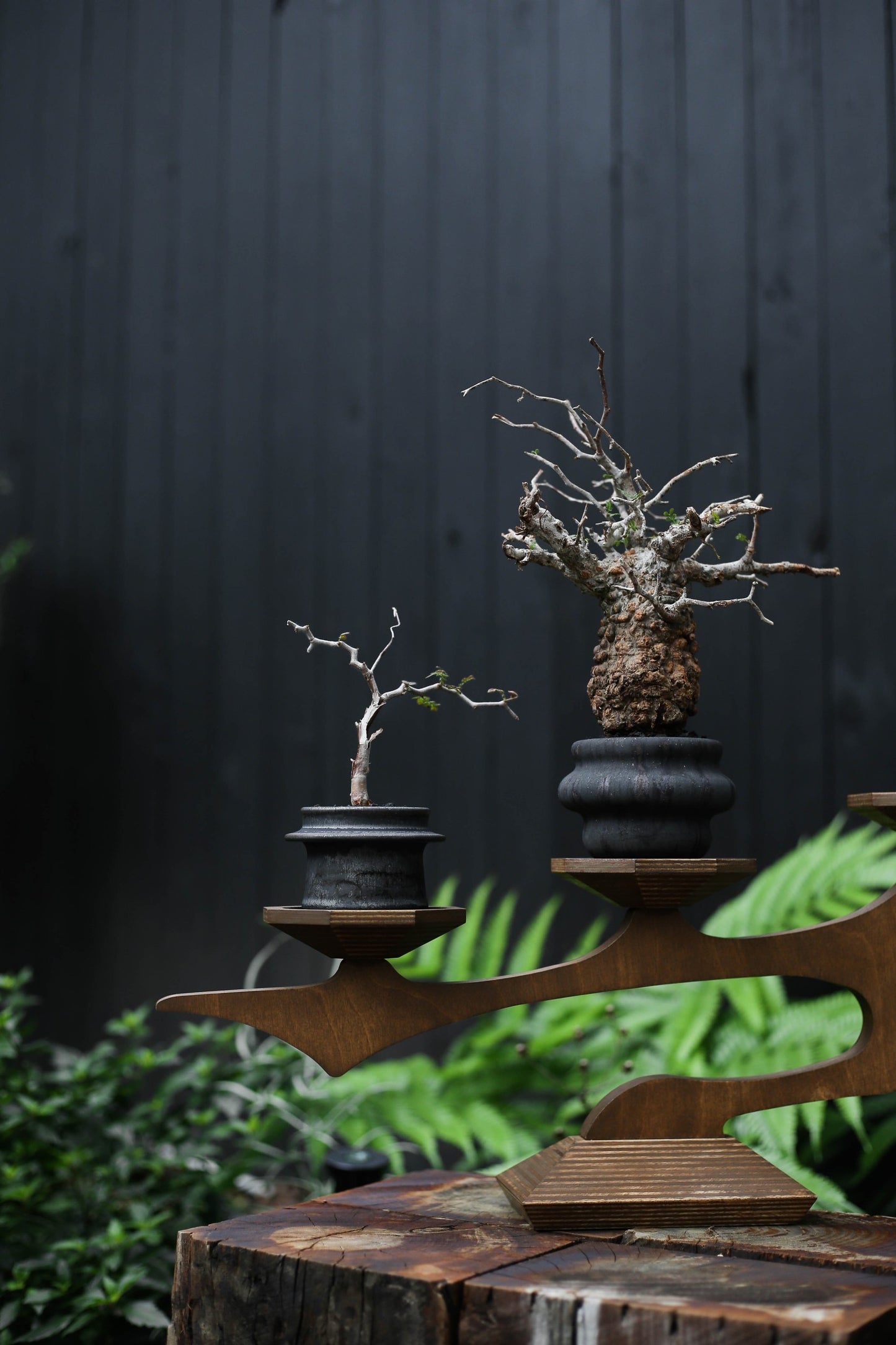 “zyra” wood plant stand