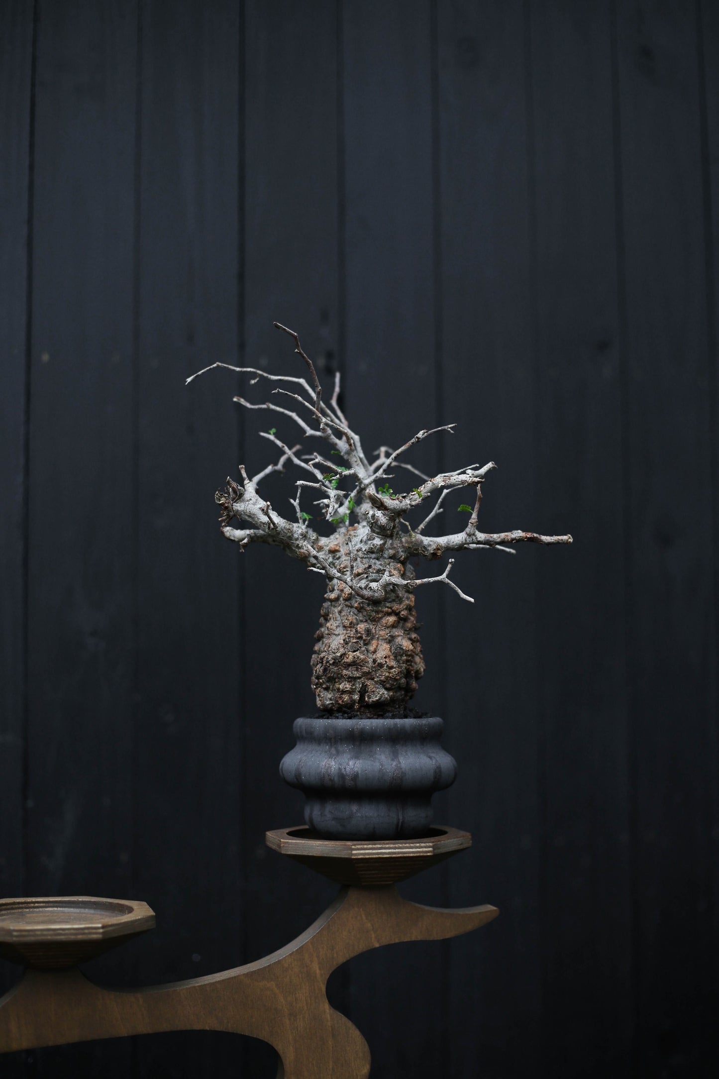 “zyra” wood plant stand