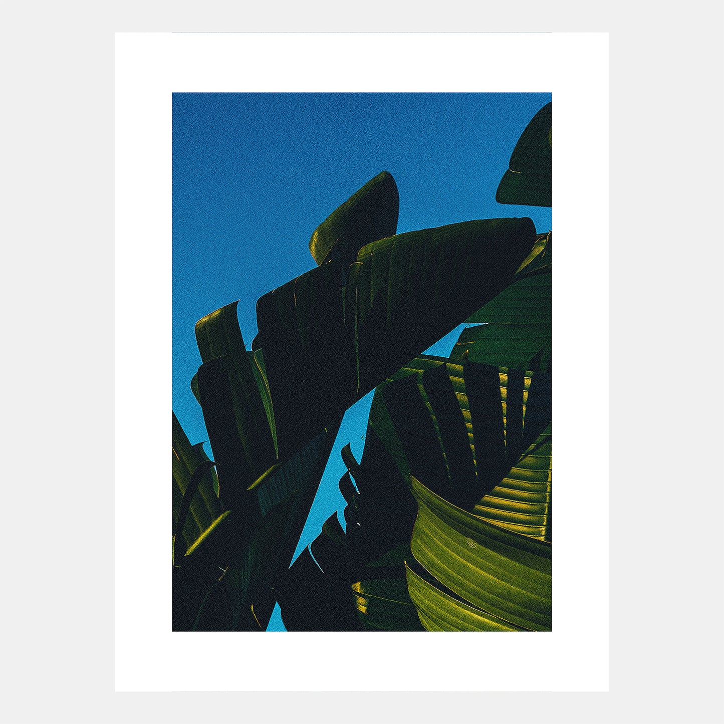"Hot Summer Banana Tree" by Rooster Chen